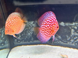 Acuario 280L