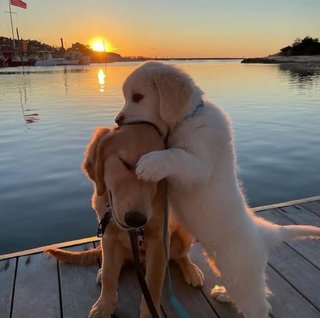 CUIDADO DE MASCOTAS EN CAMBRILS Y ALREDEDORES