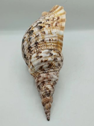 Concha Marina Natural Gigante