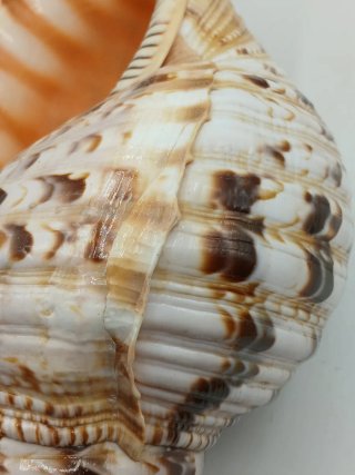 Concha Marina Natural Gigante