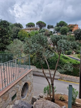 Servicio de jardinería profesional
