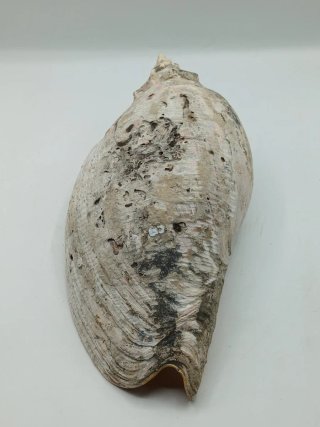 Concha Melo Melo