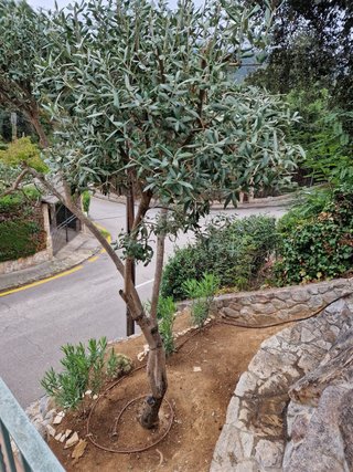 Servicio de Jardinería Profesional