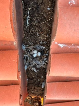 Limpieza e Instalación  de Canalones y Cubiertas