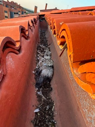 Limpieza e Instalación  de Canalones y Cubiertas