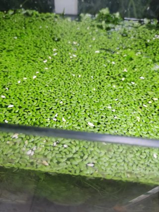 Planta Lenteja de Agua para Acuario