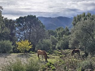 Casa rural en venta en Jubrique