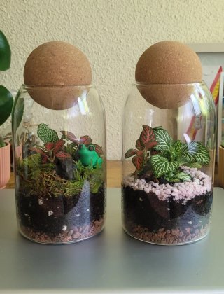 Terrarios de Cristal con Plantas Vivas