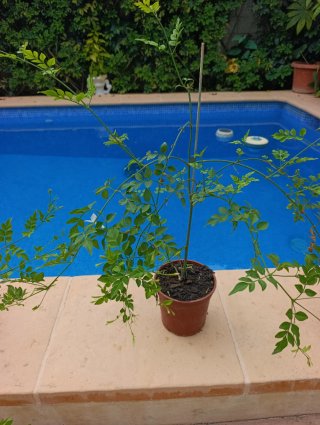 Jazmín antiguo 1m