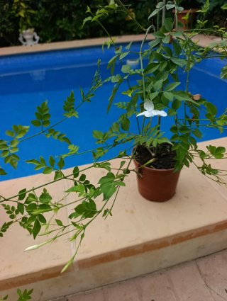 Jazmín Antiguo 12€