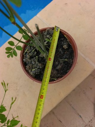 Jazmín Antiguo 12€