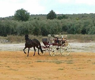 Buggy de caballos seminuevo