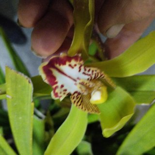 Muda de orquídea sem flor com 3 ou 4 bolbos