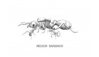 Colonias de Hormigas Messor barbarus