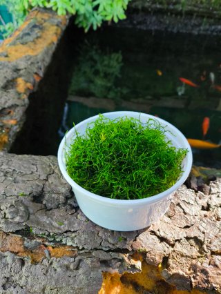 Musgo de Java para acuario 4 porciones