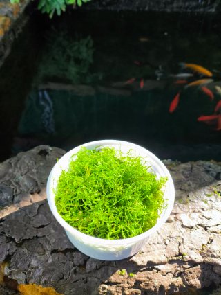 Musgo de Java para acuario 4 porciones