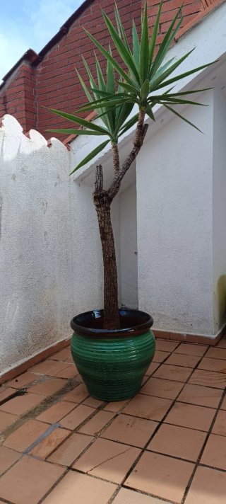 Planta Yucca en maceta en tres medidas