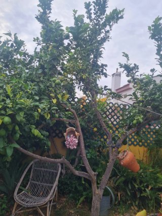 ŔEGALO Limonero