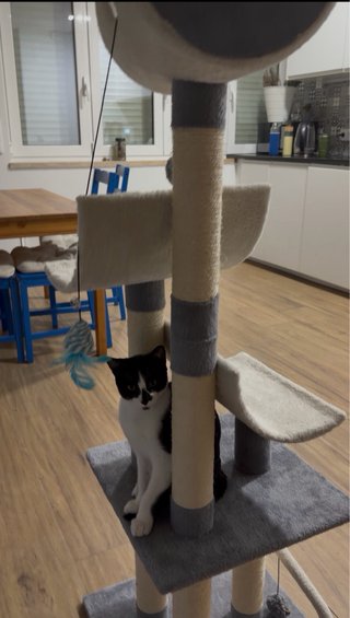 Torre Rascador para Gatos
