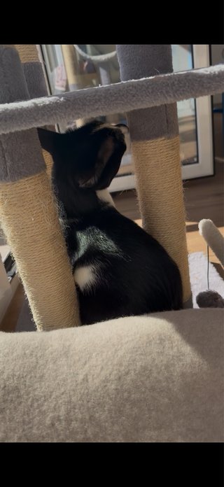Torre Rascador para Gatos