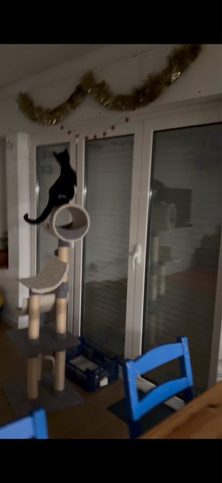 Torre Rascador para Gatos