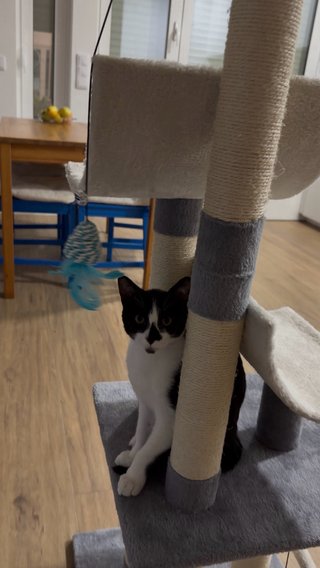 Torre Rascador para Gatos