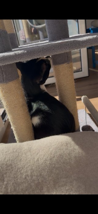 Torre Rascador para Gatos