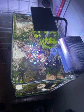 Acuario plantado y ciclado