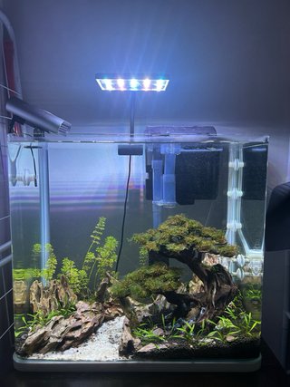 Acuario plantado y ciclado