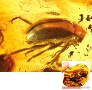 Ámbar Báltico con Insecto Fósil