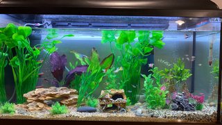 Acuario de 80cms de largo  40alto 35 fondo