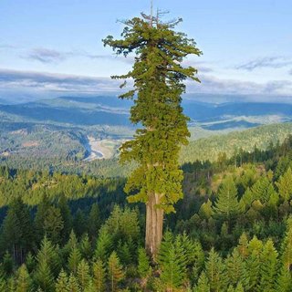 Pianta Sequoia Sempervirens