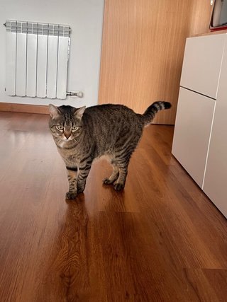 Cuidado de gatitos
