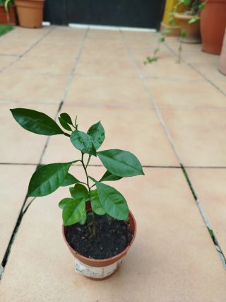 2 Árboles de Kumquat