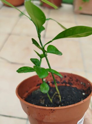 2 Árboles de Kumquat