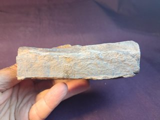Fósil Trilobite Prionocheilus mendax