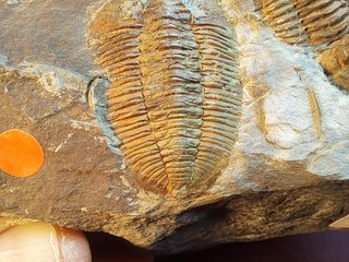 Fósil Trilobite Prionocheilus mendax