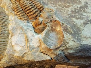 Fósil Trilobite Prionocheilus mendax
