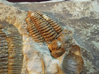 Fósil Trilobite Prionocheilus mendax