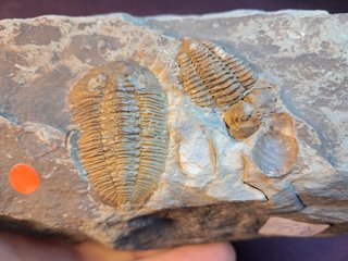Fósil Trilobite Prionocheilus mendax