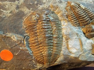 Fósil Trilobite Prionocheilus mendax