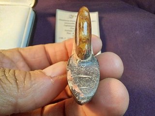 fósil de Ammonite, Cleoniceras madagascariense