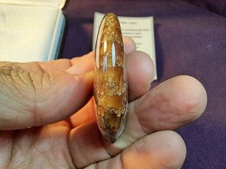 fósil de Ammonite, Cleoniceras madagascariense