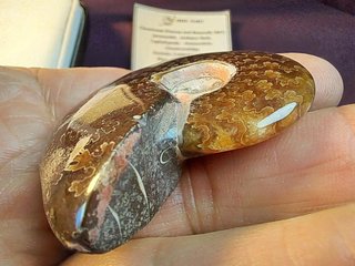 fósil de Ammonite, Cleoniceras madagascariense