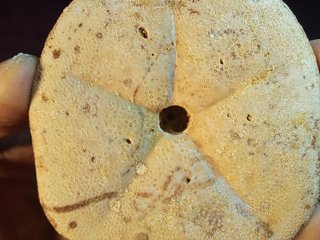 fósil de equinoideo,Clypeaster gippslandiscus
