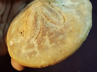 fósil de equinoideo,Clypeaster gippslandiscus