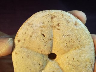 fósil de equinoideo,Clypeaster gippslandiscus