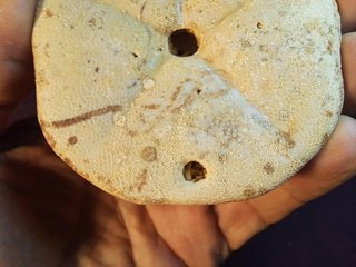 fósil de equinoideo,Clypeaster gippslandiscus