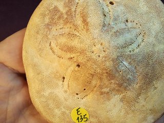 fósil de equinoideo,Clypeaster gippslandiscus