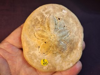 fósil de equinoideo,Clypeaster gippslandiscus